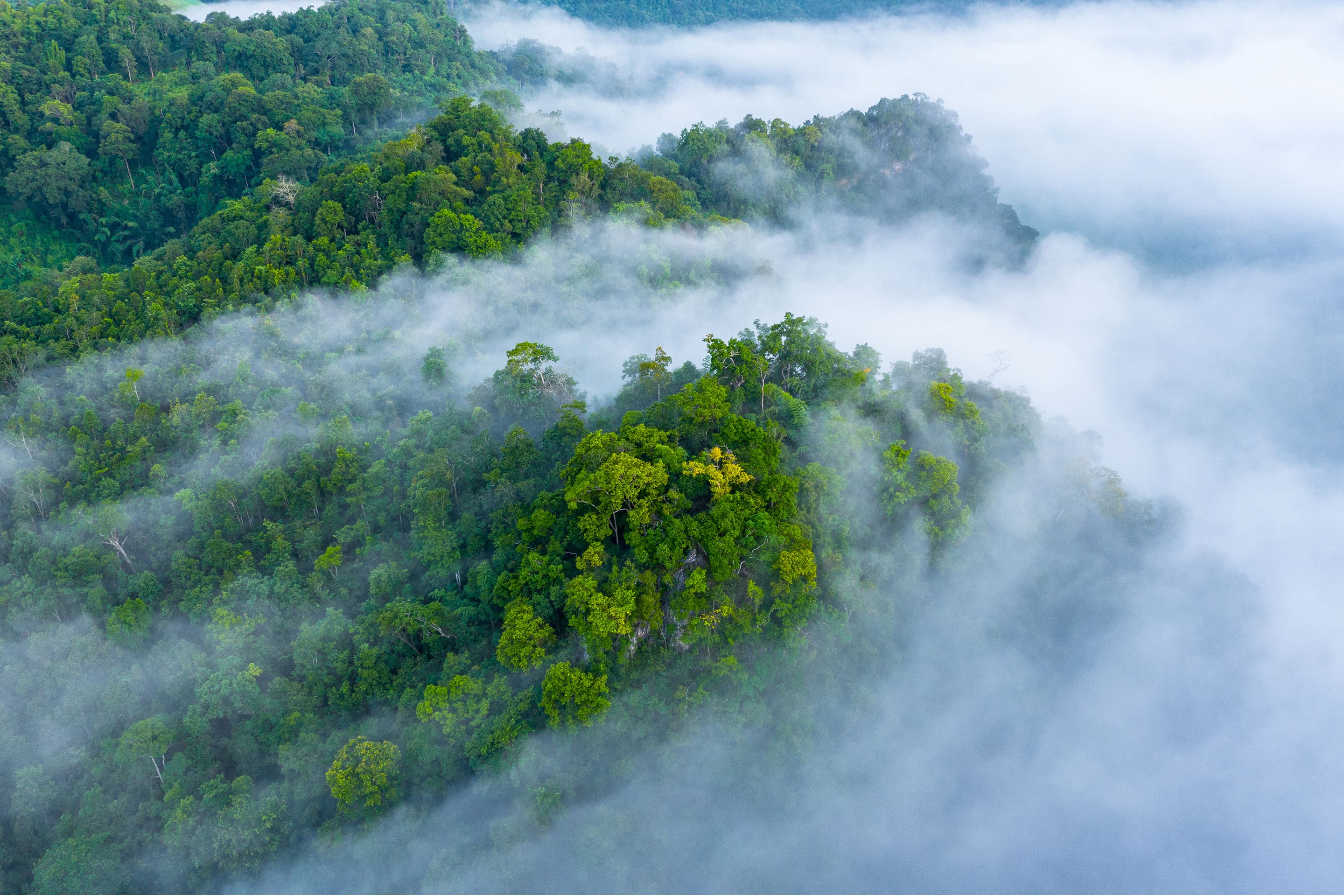 Vue aérienne d'une forêt verdoyante enveloppée de brume blanche.