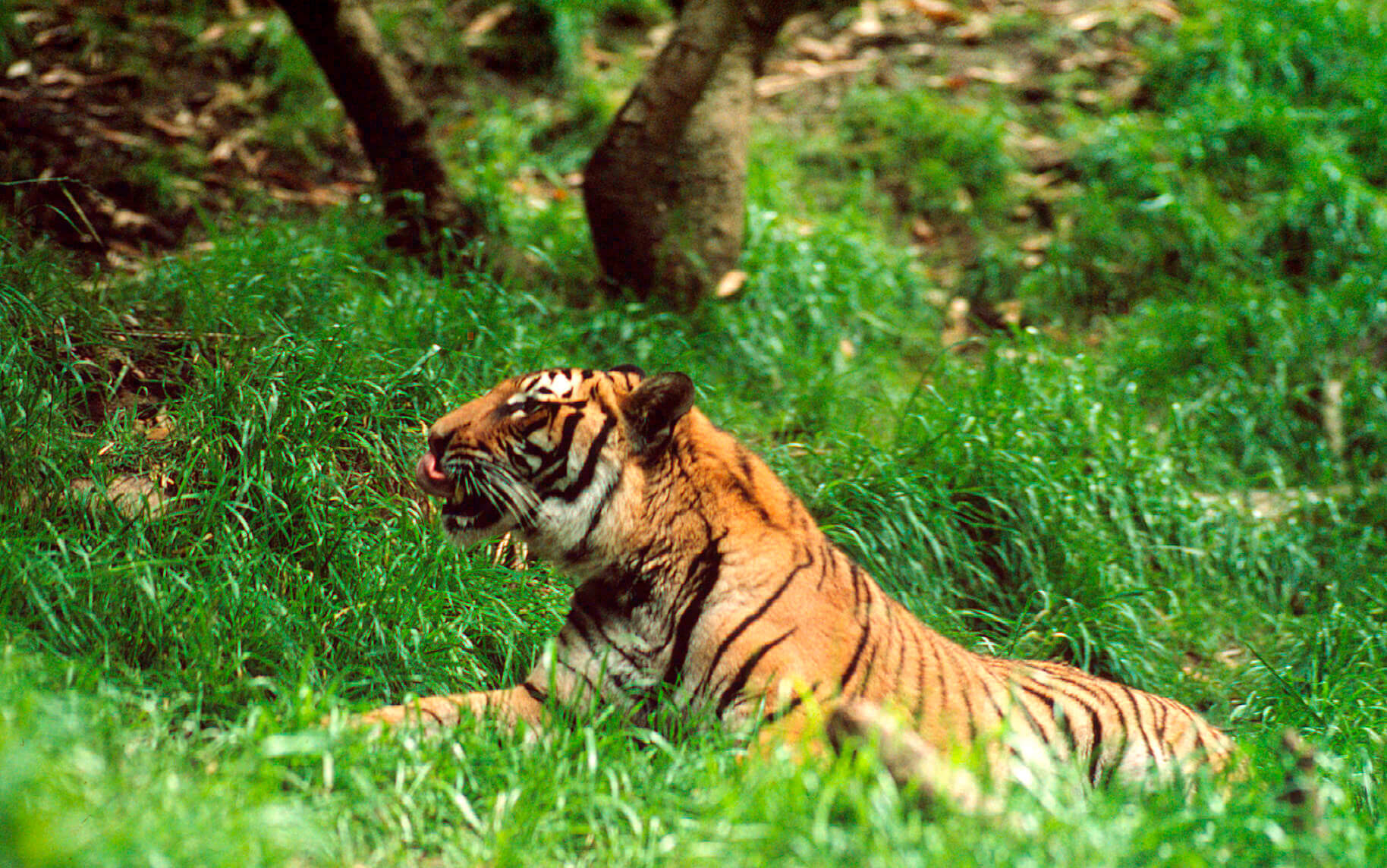 Tigre com listras marcantes descansando na vibrante grama verde, com a língua de fora.