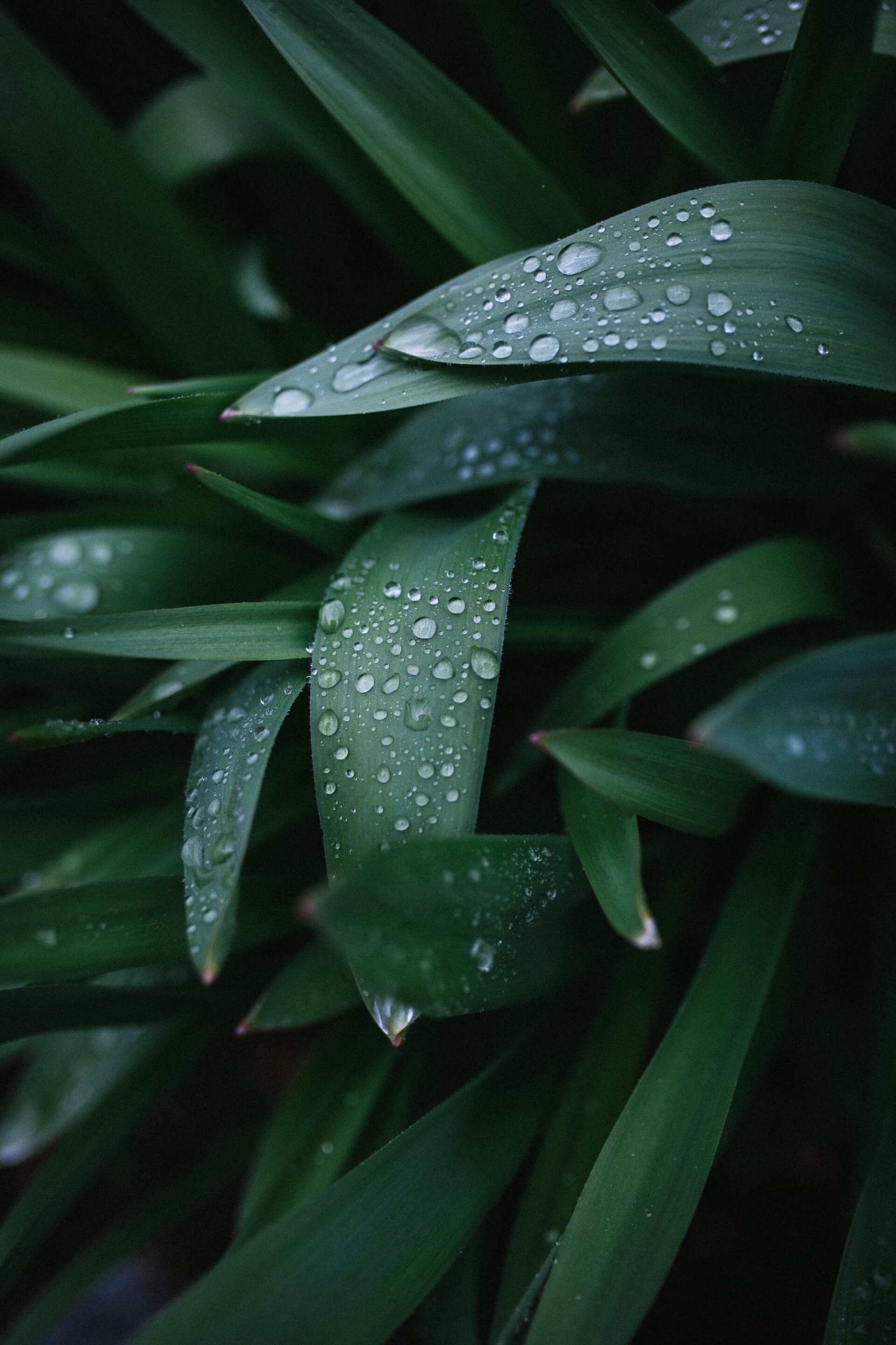 Nahaufnahme von frischen grünen Blättern, übersät mit funkelnden Regentropfen.