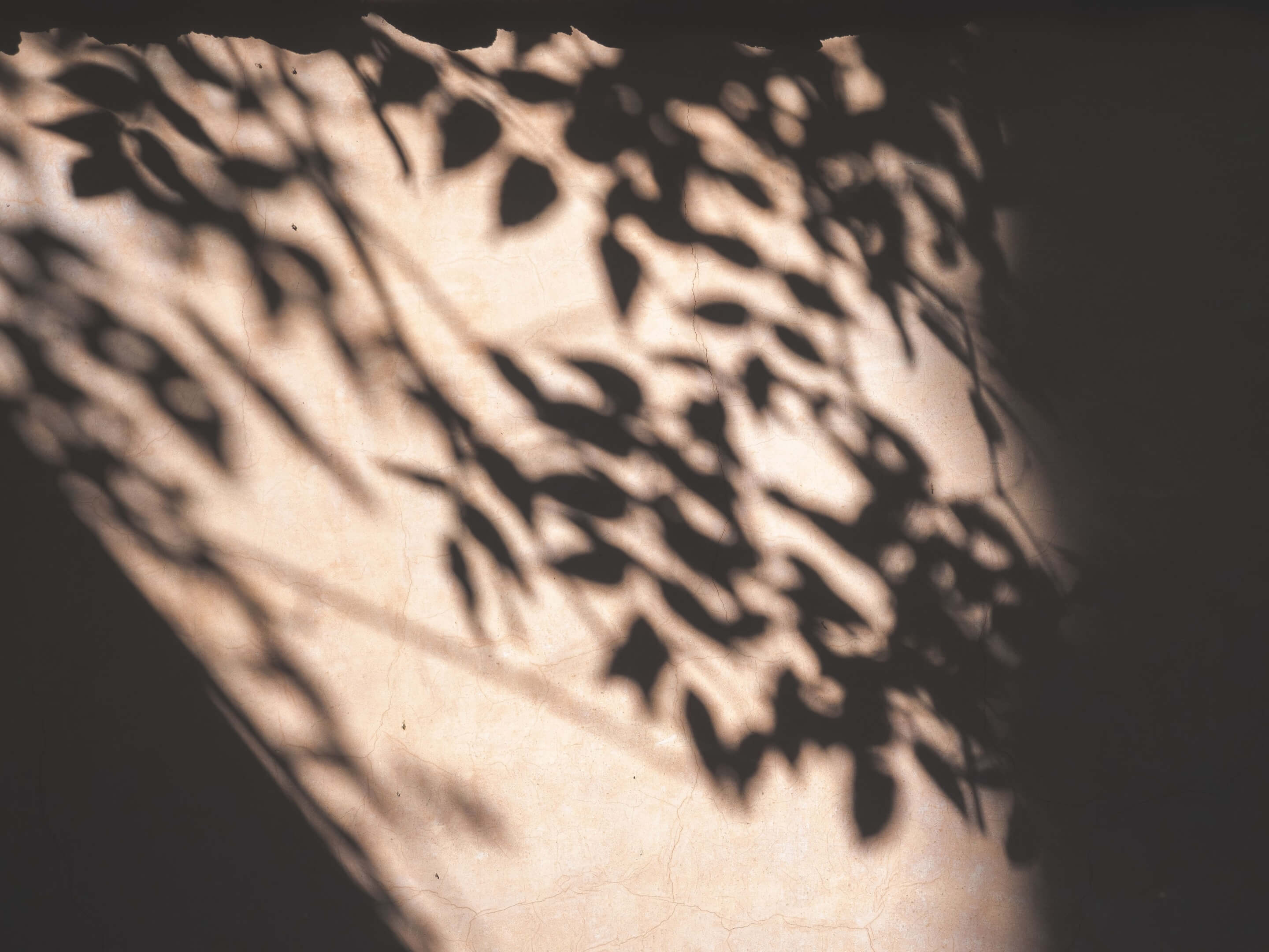 Schatten von Blättern, die ein ruhiges Muster auf einer Innenwand erzeugen