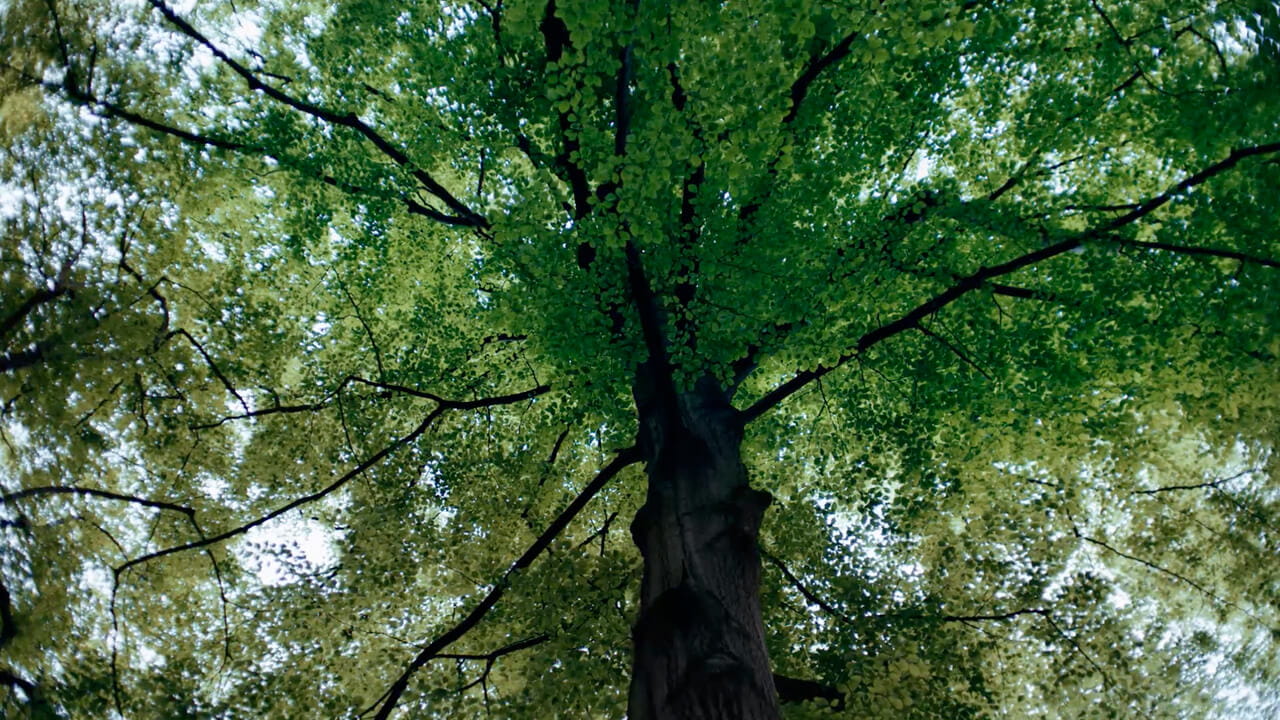 Vue en contre-plongée d'un arbre imposant avec des branches étendues et des feuilles vertes filtrant la lumière du soleil.