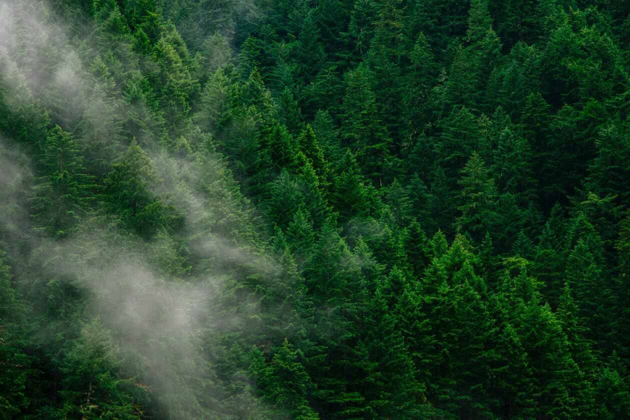 Foresta sempreverde fitta avvolta in una nebbia bianca, che crea una scena serena.