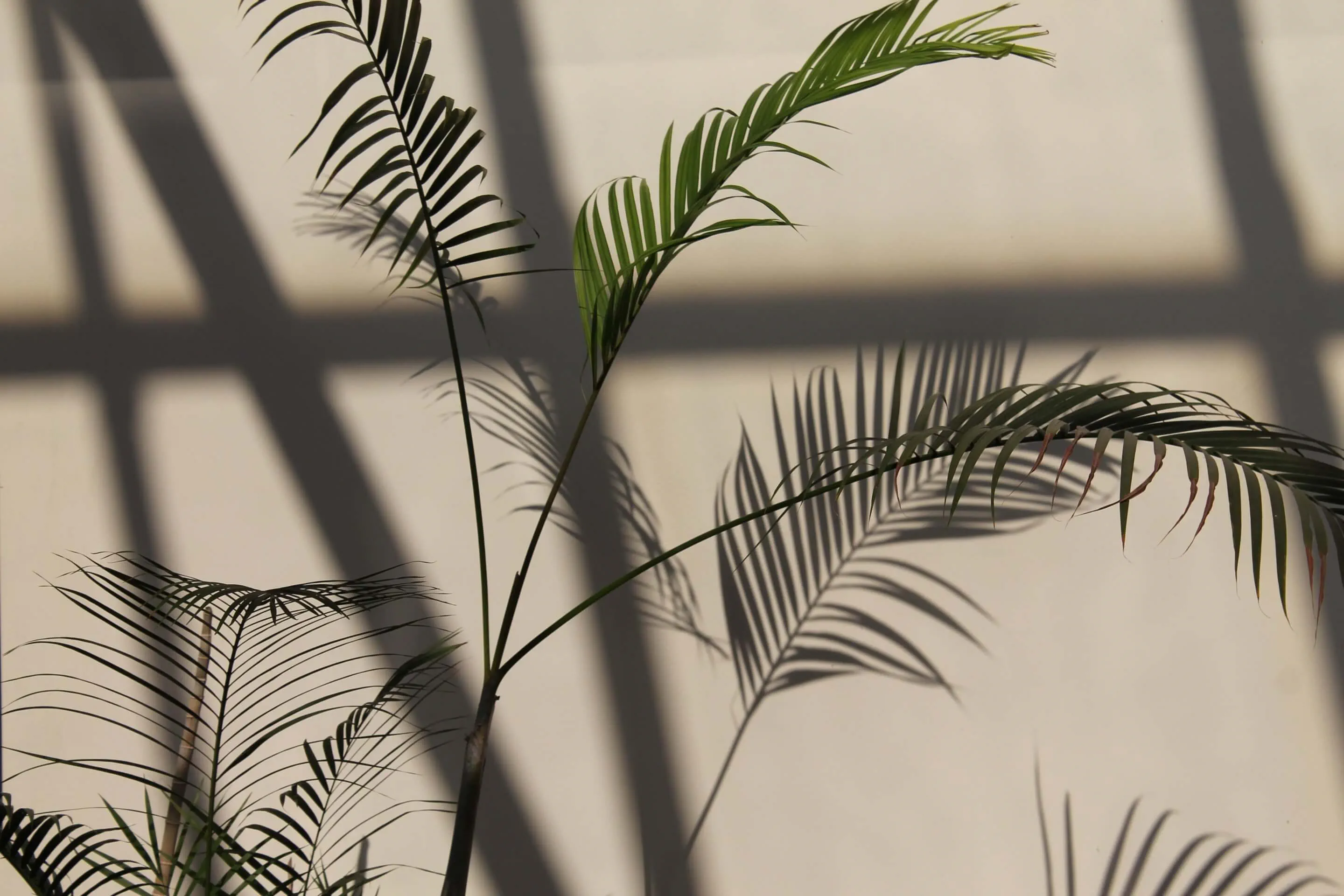 Palmwedel werfen weiche, geometrische Schatten auf eine sonnenbeschienene Wand und rufen Ruhe hervor.